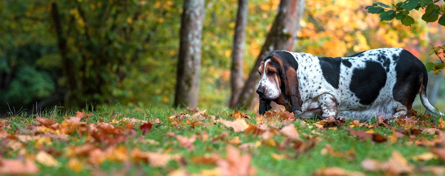 Dog Names Meaning Big Ears Popular Male And Female Names Wag 